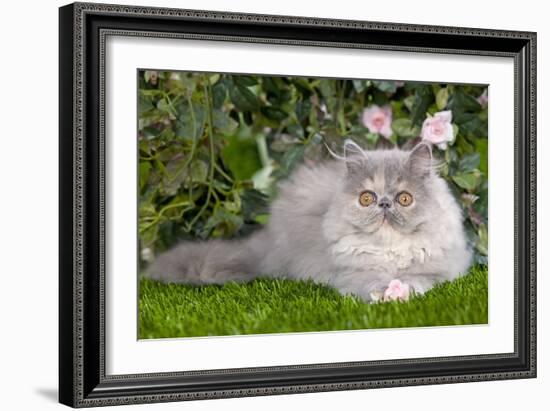 Persian Kitten in Garden Amongst Flowers-null-Framed Photographic Print