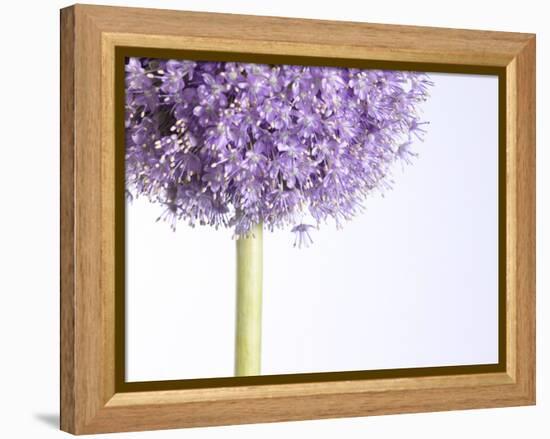 Persian onion-null-Framed Premier Image Canvas