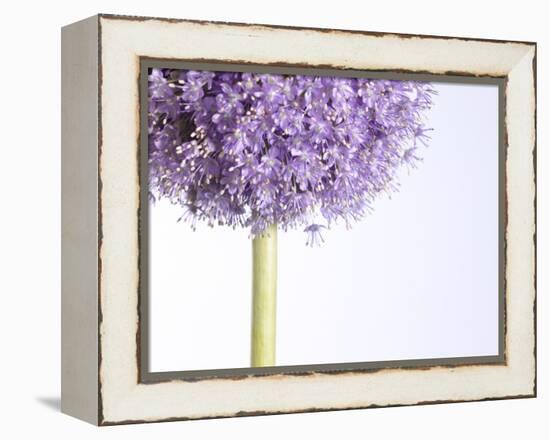 Persian onion-null-Framed Premier Image Canvas