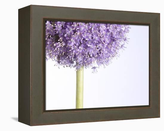 Persian onion-null-Framed Premier Image Canvas