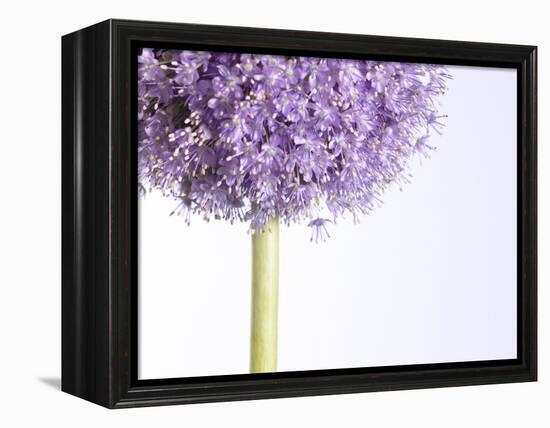 Persian onion-null-Framed Premier Image Canvas