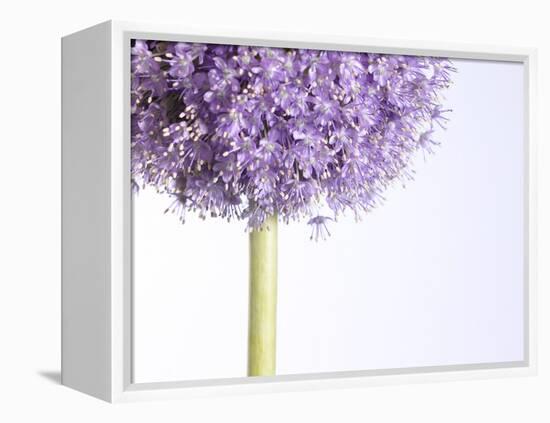 Persian onion-null-Framed Premier Image Canvas