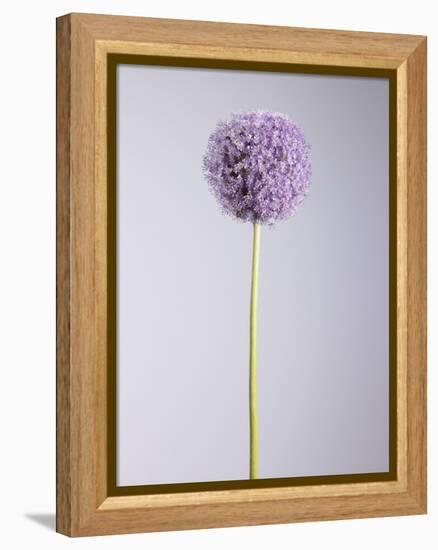 Persian onion-null-Framed Premier Image Canvas