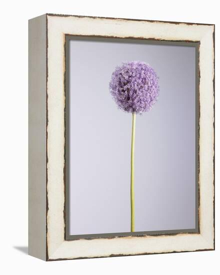 Persian onion-null-Framed Premier Image Canvas