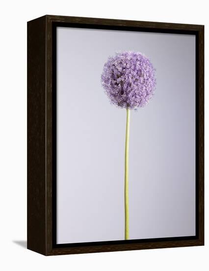 Persian onion-null-Framed Premier Image Canvas