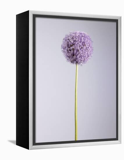 Persian onion-null-Framed Premier Image Canvas