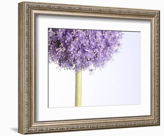 Persian onion--Framed Photographic Print