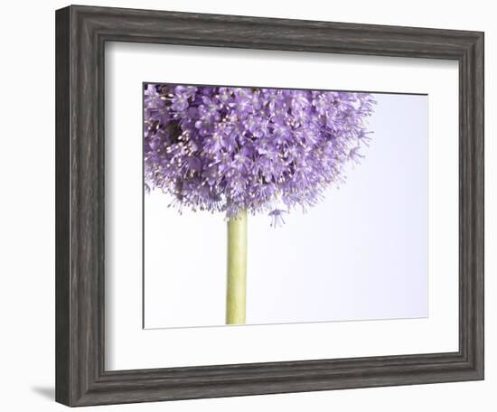 Persian onion-null-Framed Photographic Print