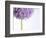 Persian onion-null-Framed Photographic Print