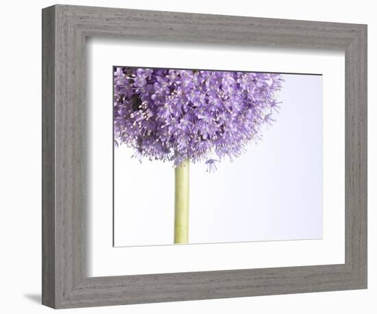 Persian onion-null-Framed Photographic Print