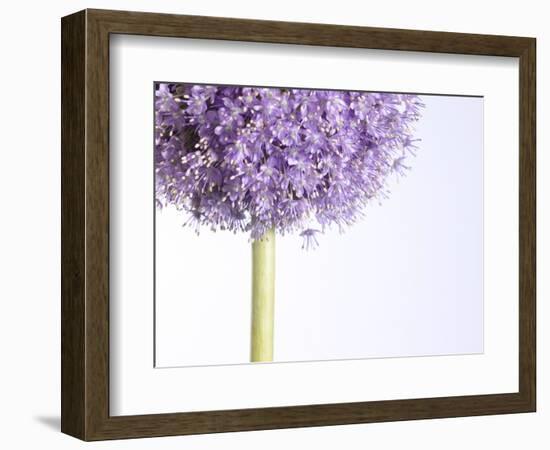 Persian onion-null-Framed Photographic Print