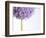 Persian onion-null-Framed Photographic Print