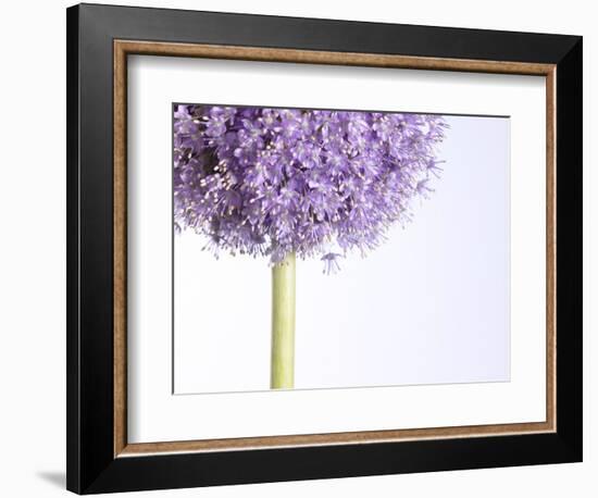 Persian onion--Framed Photographic Print