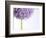 Persian onion-null-Framed Photographic Print