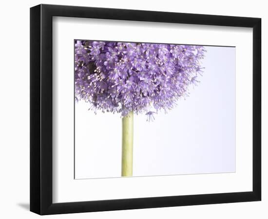 Persian onion--Framed Photographic Print