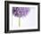 Persian onion-null-Framed Photographic Print