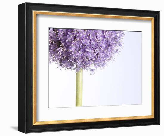 Persian onion-null-Framed Photographic Print