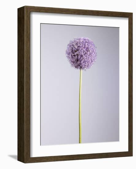 Persian onion-null-Framed Photographic Print