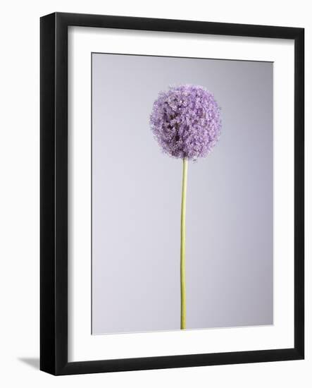 Persian onion-null-Framed Photographic Print