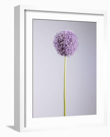 Persian onion-null-Framed Photographic Print