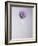 Persian onion-null-Framed Photographic Print