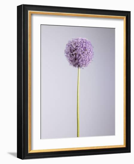 Persian onion-null-Framed Photographic Print