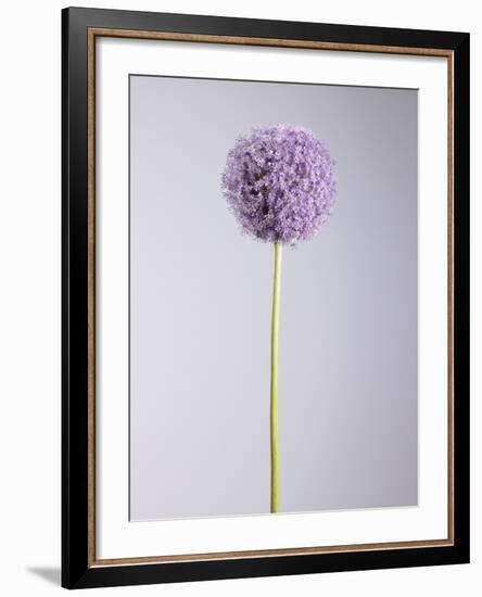 Persian onion-null-Framed Photographic Print