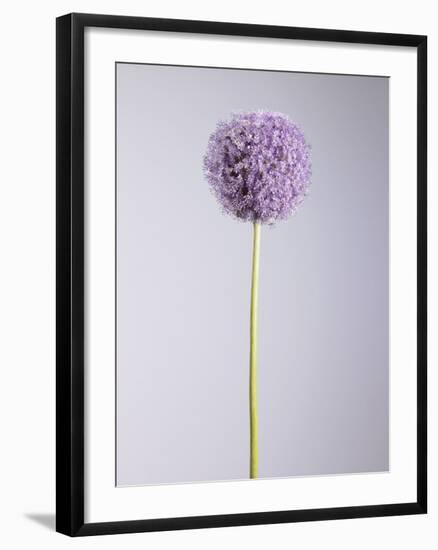 Persian onion-null-Framed Photographic Print