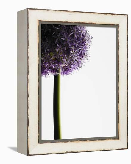 Persian onions-null-Framed Premier Image Canvas