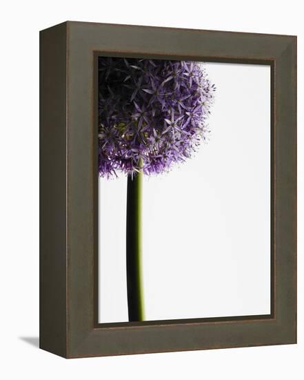 Persian onions-null-Framed Premier Image Canvas