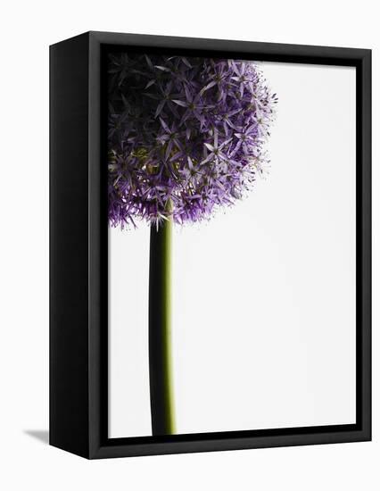 Persian onions-null-Framed Premier Image Canvas