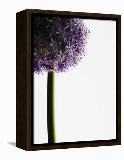 Persian onions-null-Framed Premier Image Canvas