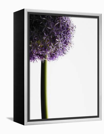 Persian onions-null-Framed Premier Image Canvas