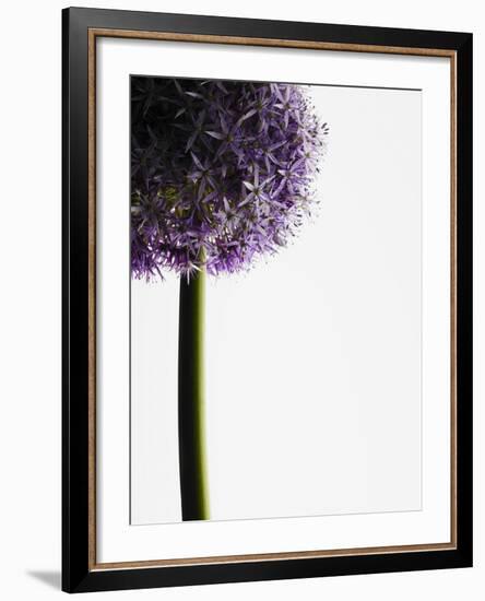 Persian onions-null-Framed Photographic Print