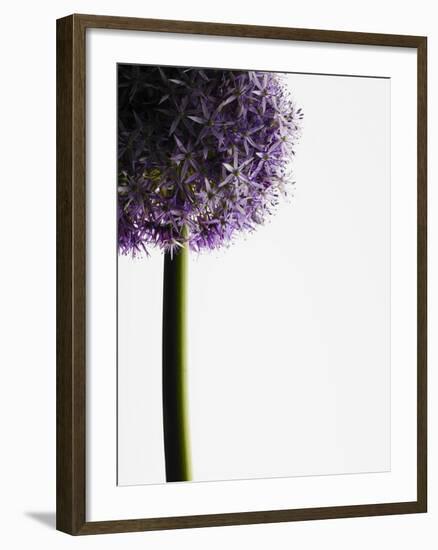 Persian onions-null-Framed Photographic Print