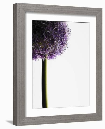 Persian onions-null-Framed Photographic Print