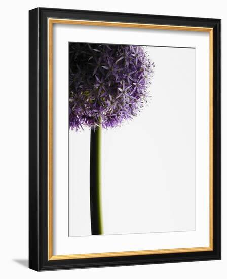 Persian onions-null-Framed Photographic Print