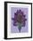 Persian Ornament-null-Framed Giclee Print