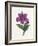 Persian Ornament-null-Framed Giclee Print