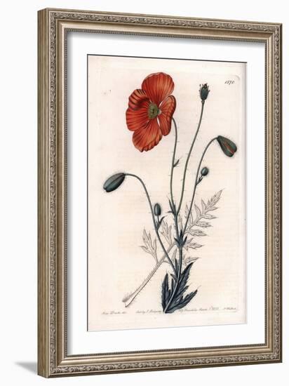 Persian Poppy Variete - Engraved by S.Watts, from an Illustration by Sarah Anne Drake (1803-1857),-Sydenham Teast Edwards-Framed Giclee Print