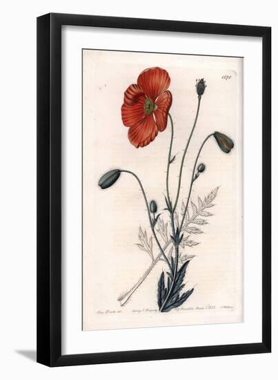 Persian Poppy Variete - Engraved by S.Watts, from an Illustration by Sarah Anne Drake (1803-1857),-Sydenham Teast Edwards-Framed Giclee Print