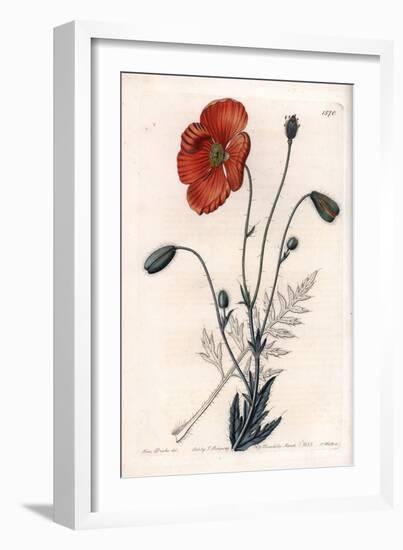 Persian Poppy Variete - Engraved by S.Watts, from an Illustration by Sarah Anne Drake (1803-1857),-Sydenham Teast Edwards-Framed Giclee Print