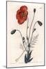 Persian Poppy Variete - Engraved by S.Watts, from an Illustration by Sarah Anne Drake (1803-1857),-Sydenham Teast Edwards-Mounted Giclee Print