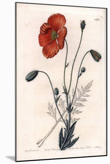 Persian Poppy Variete - Engraved by S.Watts, from an Illustration by Sarah Anne Drake (1803-1857),-Sydenham Teast Edwards-Mounted Giclee Print