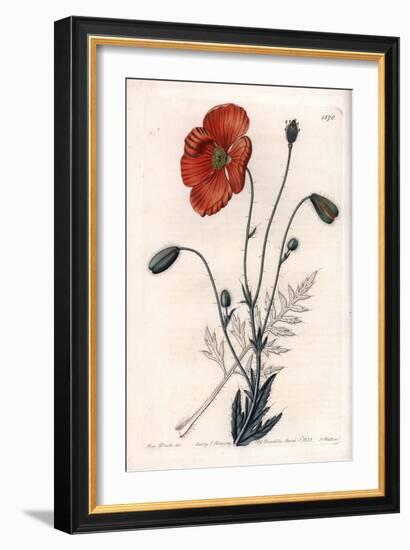 Persian Poppy Variete - Engraved by S.Watts, from an Illustration by Sarah Anne Drake (1803-1857),-Sydenham Teast Edwards-Framed Giclee Print