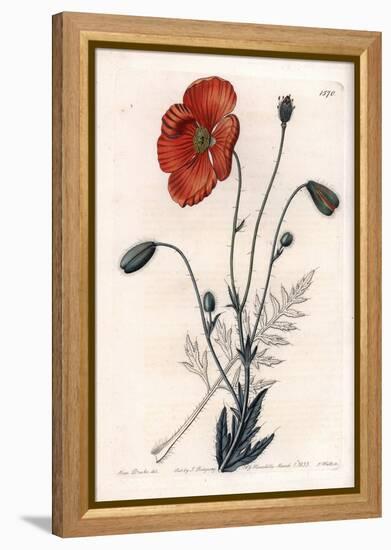 Persian Poppy Variete - Engraved by S.Watts, from an Illustration by Sarah Anne Drake (1803-1857),-Sydenham Teast Edwards-Framed Premier Image Canvas