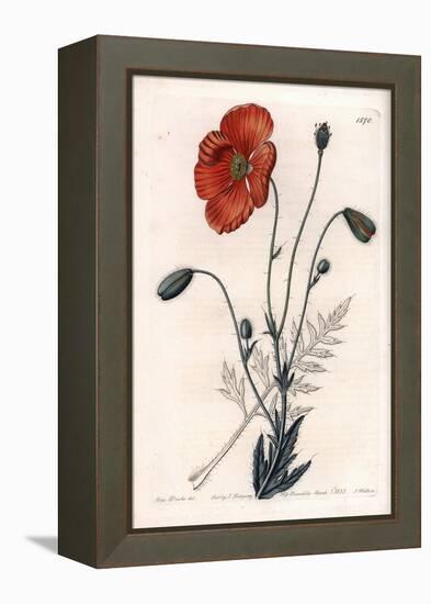 Persian Poppy Variete - Engraved by S.Watts, from an Illustration by Sarah Anne Drake (1803-1857),-Sydenham Teast Edwards-Framed Premier Image Canvas