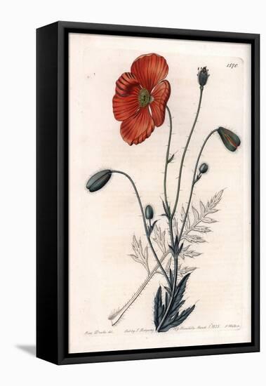 Persian Poppy Variete - Engraved by S.Watts, from an Illustration by Sarah Anne Drake (1803-1857),-Sydenham Teast Edwards-Framed Premier Image Canvas