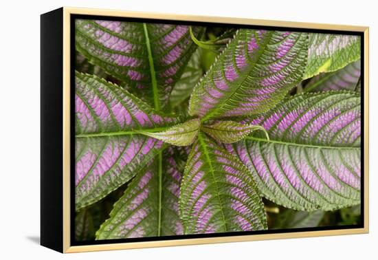 Persian Shield Leaves, Ann Arbor, Michigan '13-Monte Nagler-Framed Premier Image Canvas