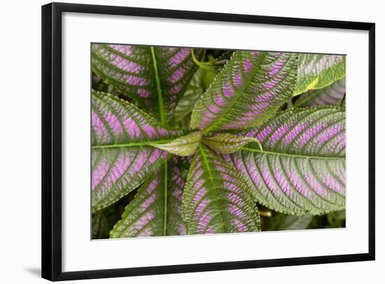 Persian Shield Leaves, Ann Arbor, Michigan '13-Monte Nagler-Framed Photographic Print